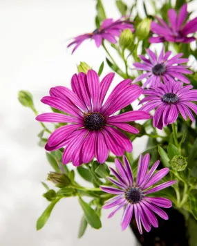 African Daisy Osticade™ Purple