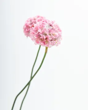 Ameria Dreameria® Dreamland Thrift