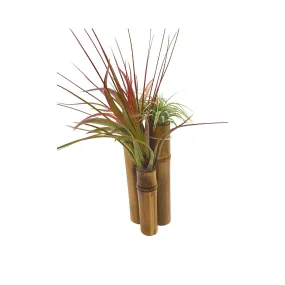 Bamboo Tillandsia Garden Mounted and Planted Moss, Air Plant Decoration