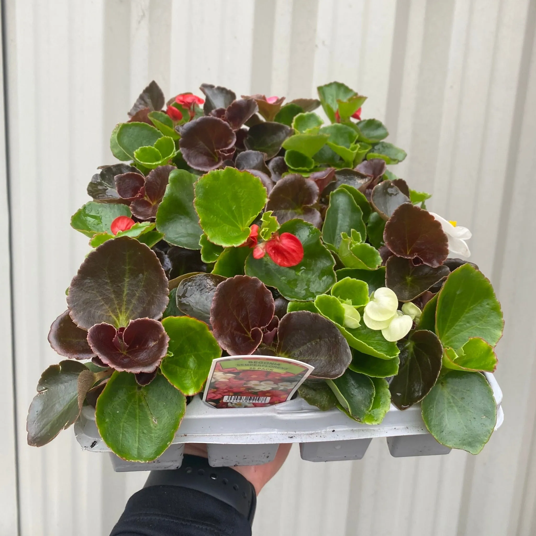 Begonia semperflorens (Tray of 20 Plants)