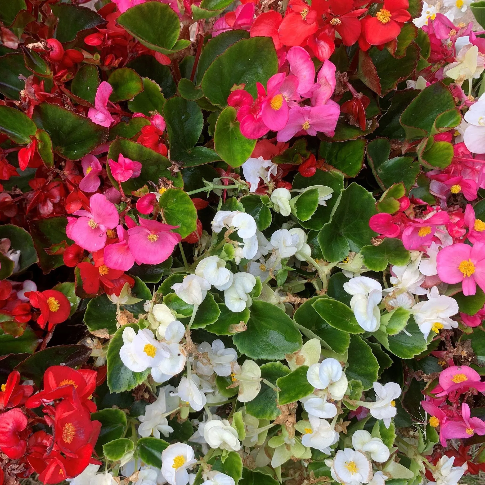 Begonia semperflorens (Tray of 20 Plants)