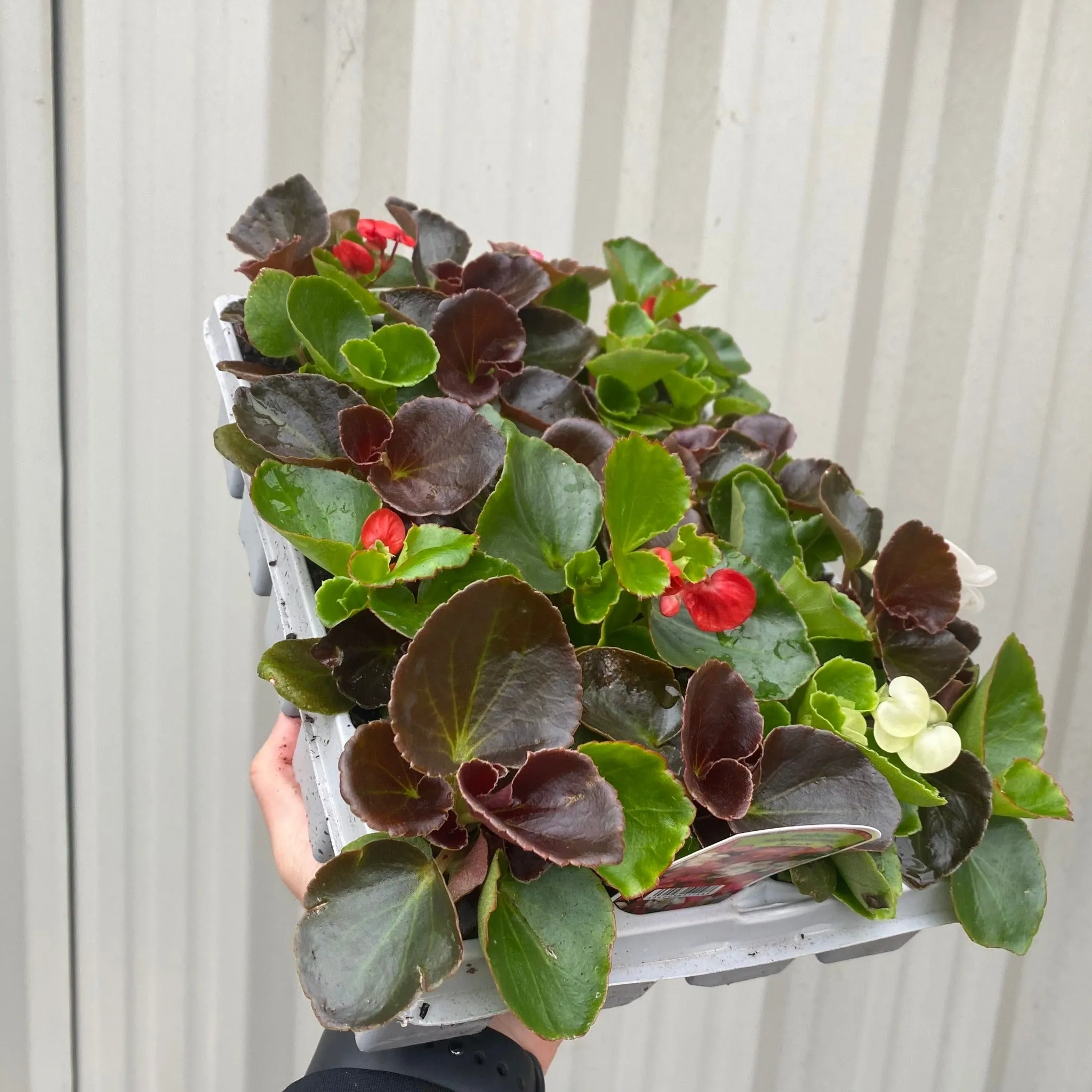 Begonia semperflorens (Tray of 20 Plants)