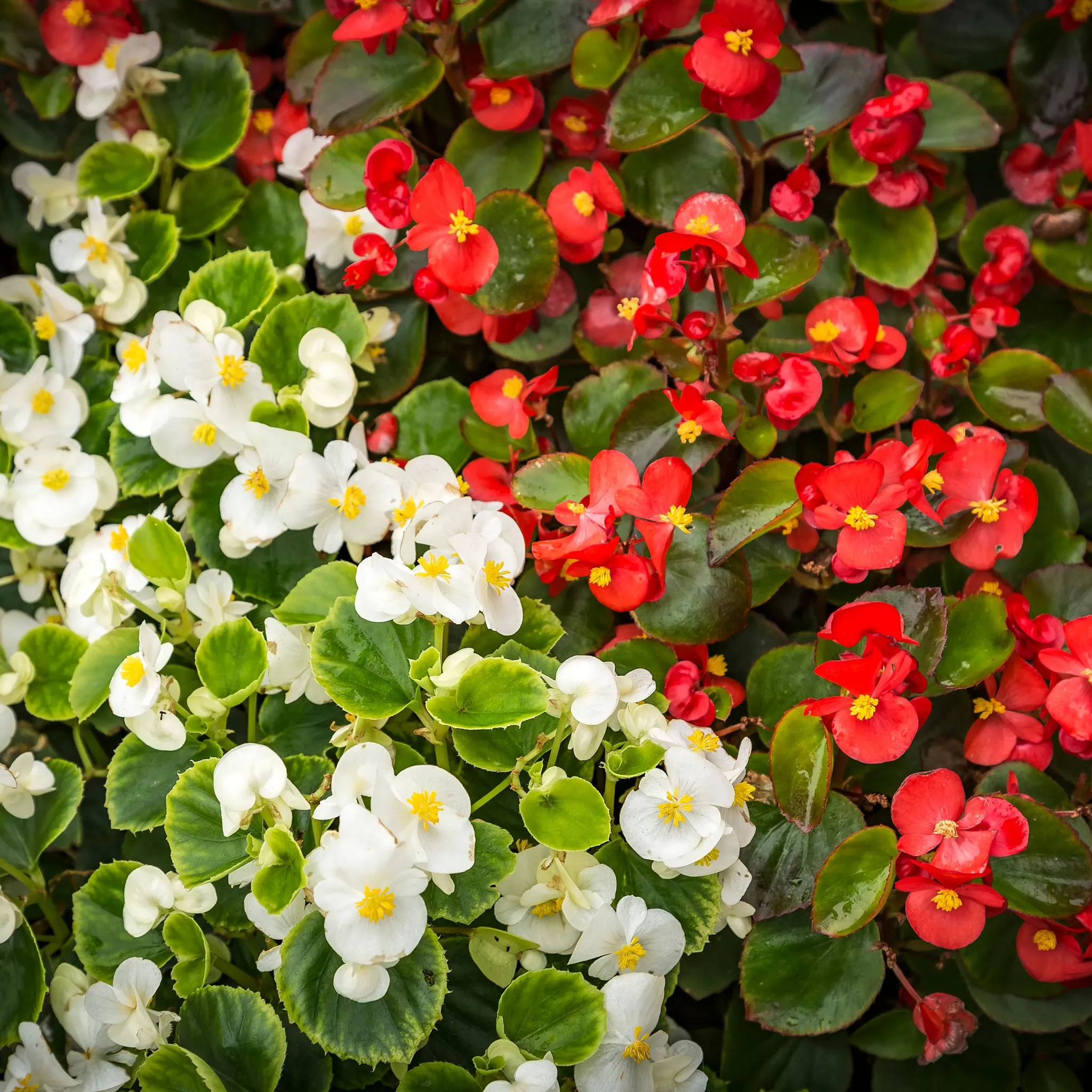 Begonia semperflorens (Tray of 20 Plants)