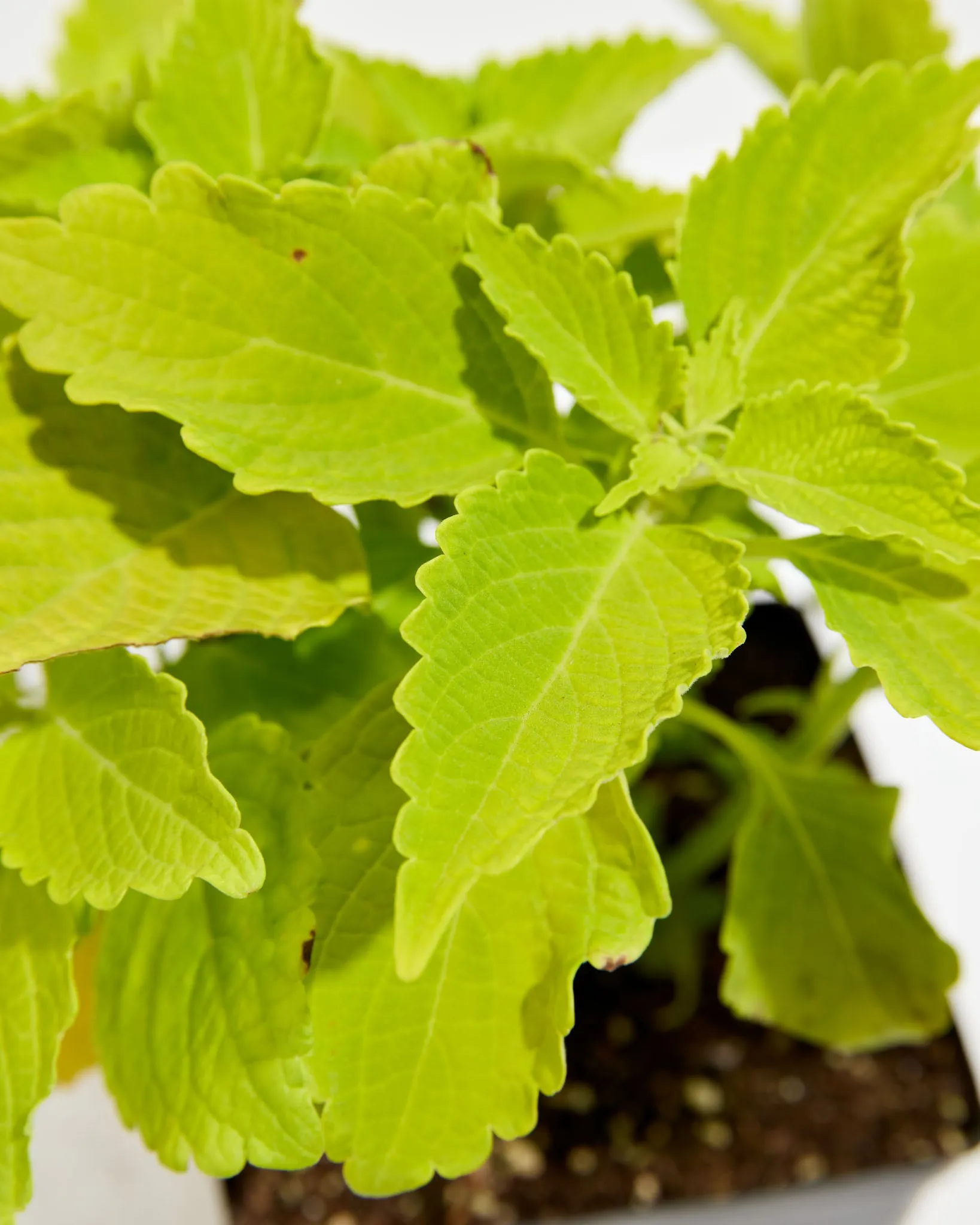 Lime Time Coleus